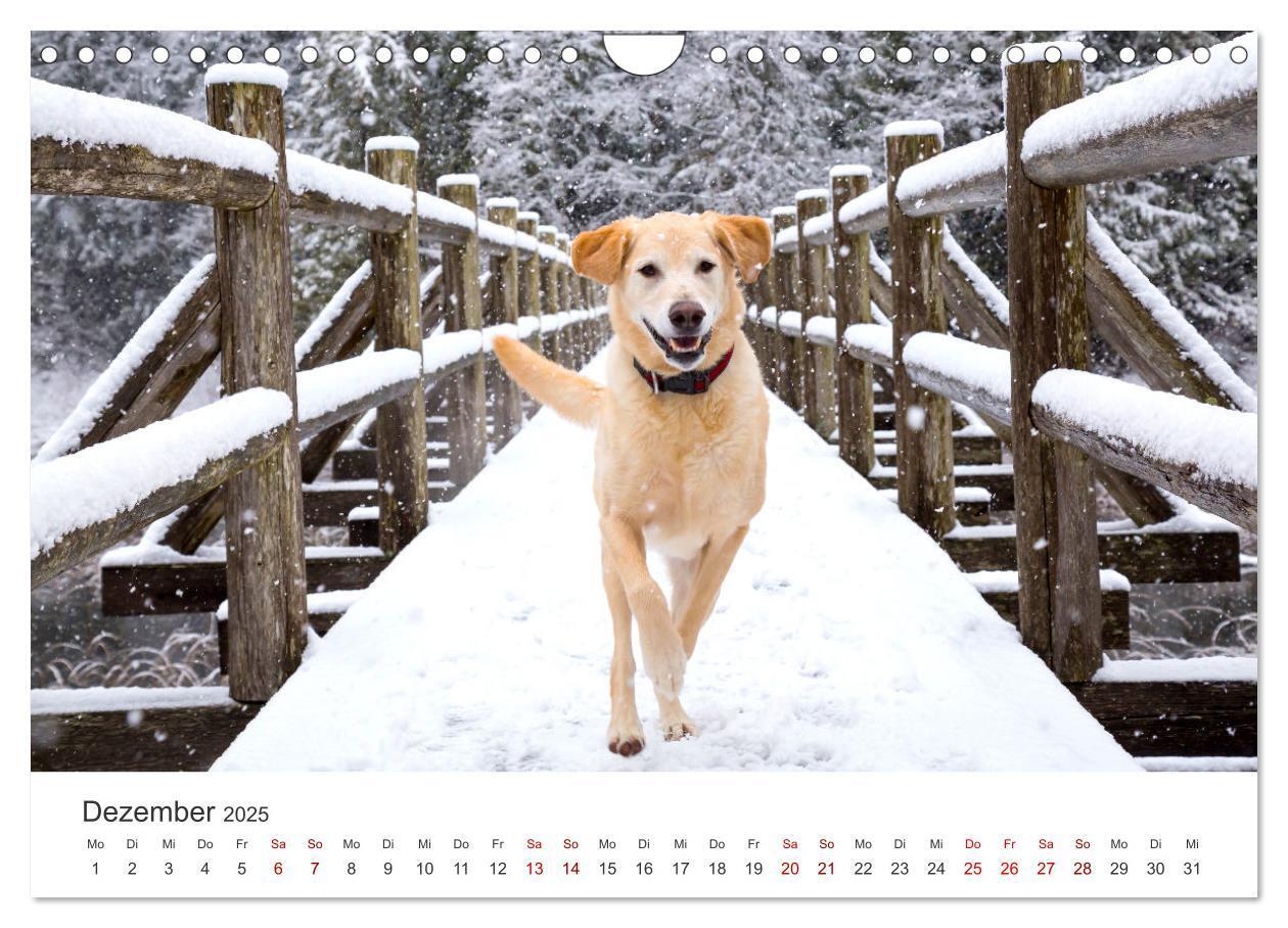 Bild: 9783383942235 | Golden Retriever - Die treuen Begleiter. (Wandkalender 2025 DIN A4...