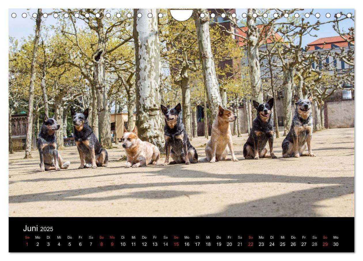 Bild: 9783435463947 | Australian Cattle Dogs zwischen Kunst und Kultur (Wandkalender 2025...