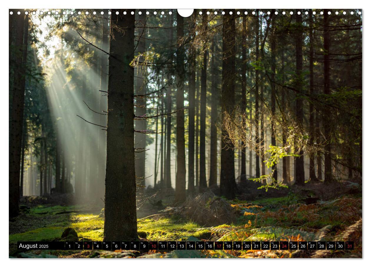 Bild: 9783435241507 | Arnsberger Wald (Wandkalender 2025 DIN A3 quer), CALVENDO...