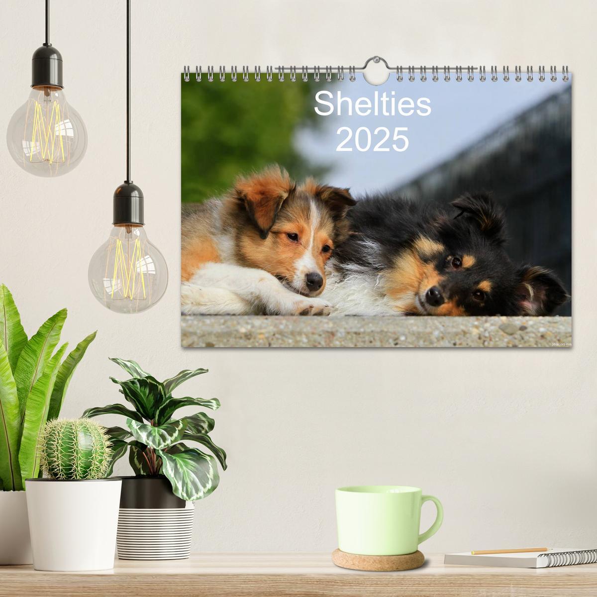 Bild: 9783435752720 | Shelties 2025 (Wandkalender 2025 DIN A4 quer), CALVENDO Monatskalender