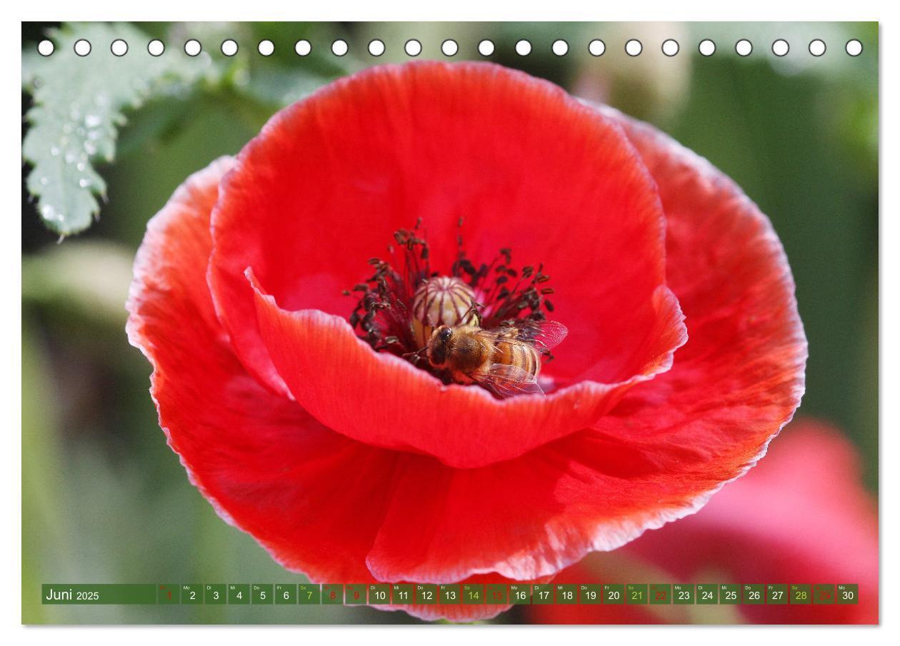 Bild: 9783383761072 | Blütenwunder - Mit Blumen durchs ganze Gartenjahr (Tischkalender...