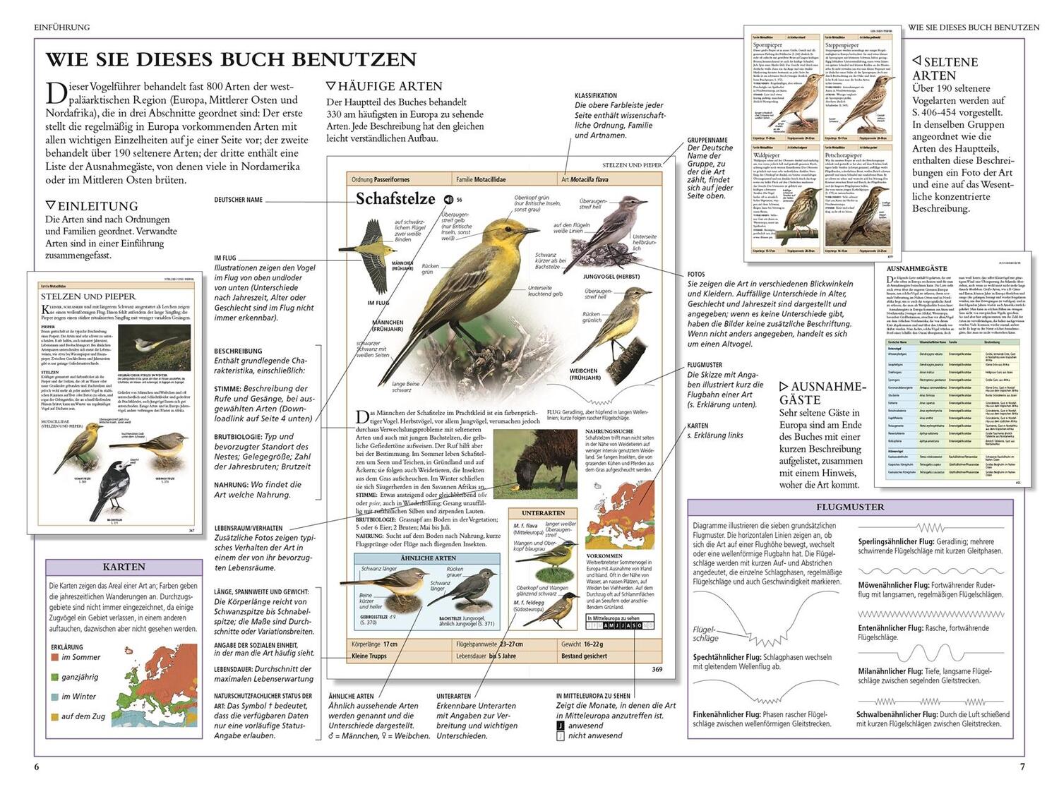 Bild: 9783831039050 | Vögel in Europa | Rob Hume | Taschenbuch | 480 S. | Deutsch | 2020