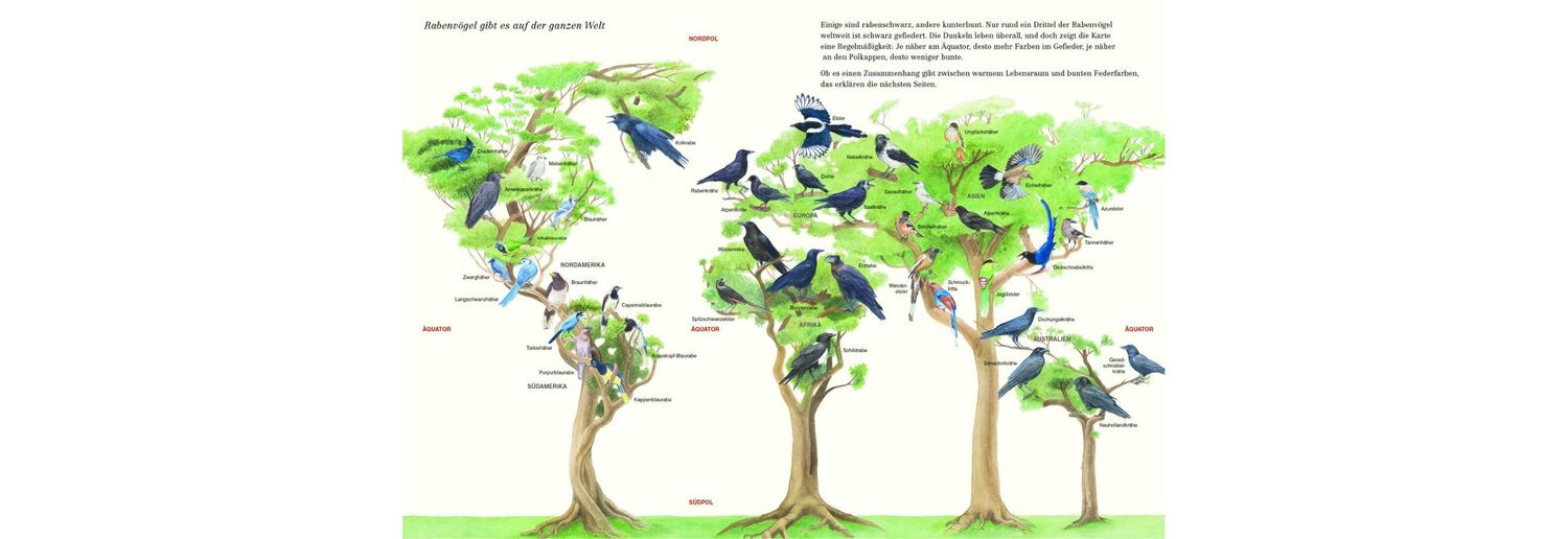 Bild: 9783715207988 | Schlau, schwarz und kunterbunt | Die Welt der Rabenvögel | Xenia Joss