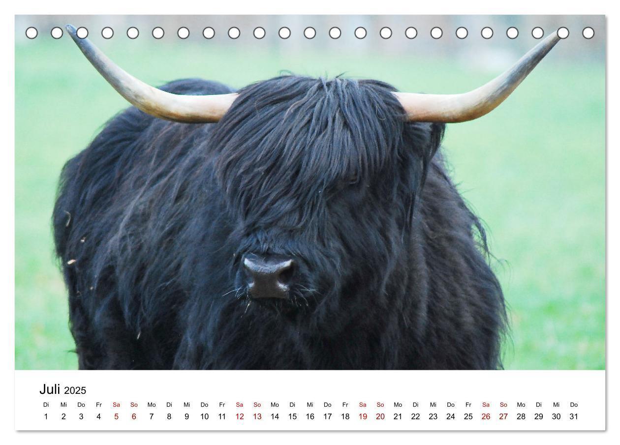 Bild: 9783435015863 | Die Schottischen Hochlandrinder und ihr Nachwuchs (Tischkalender...