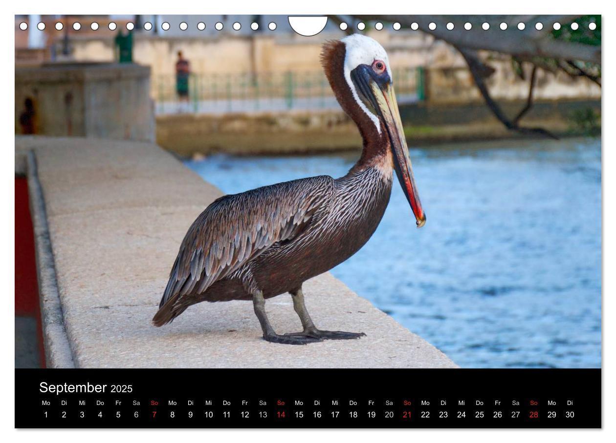 Bild: 9783435461820 | Trauminsel Puerto Rico (Wandkalender 2025 DIN A4 quer), CALVENDO...