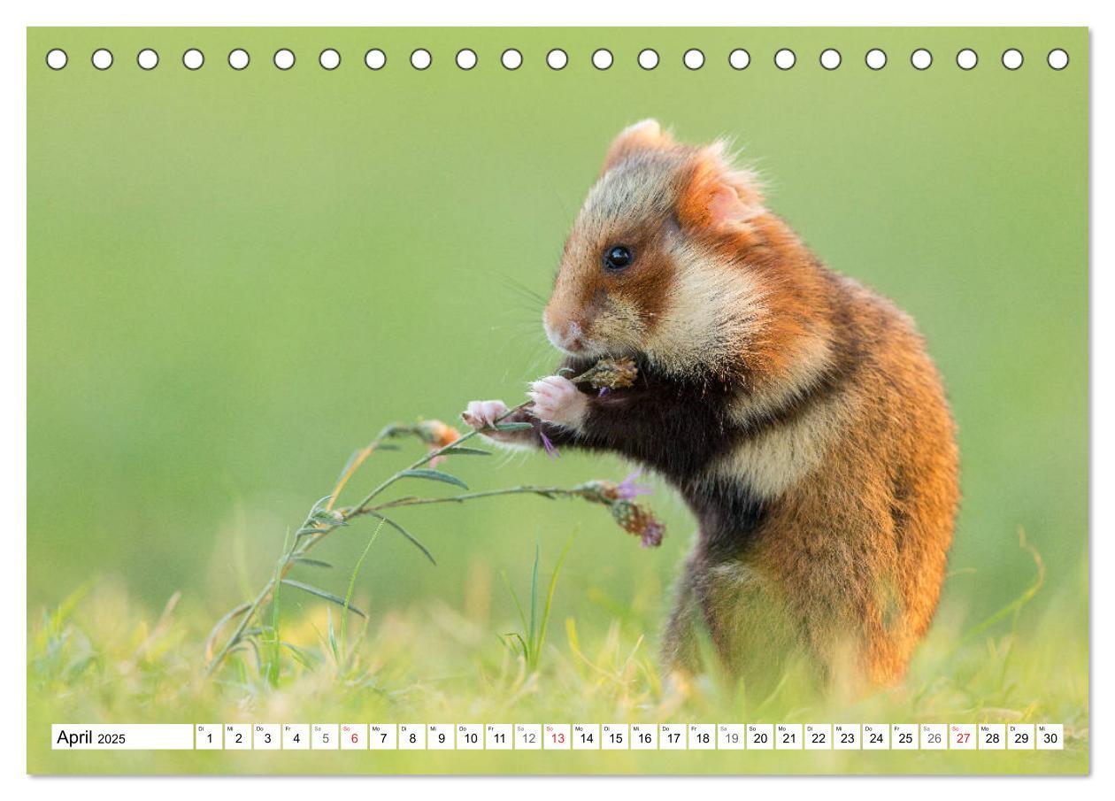 Bild: 9783435217588 | Herzige Feldhamster - farbenfrohe Nagetiere im städtischen...