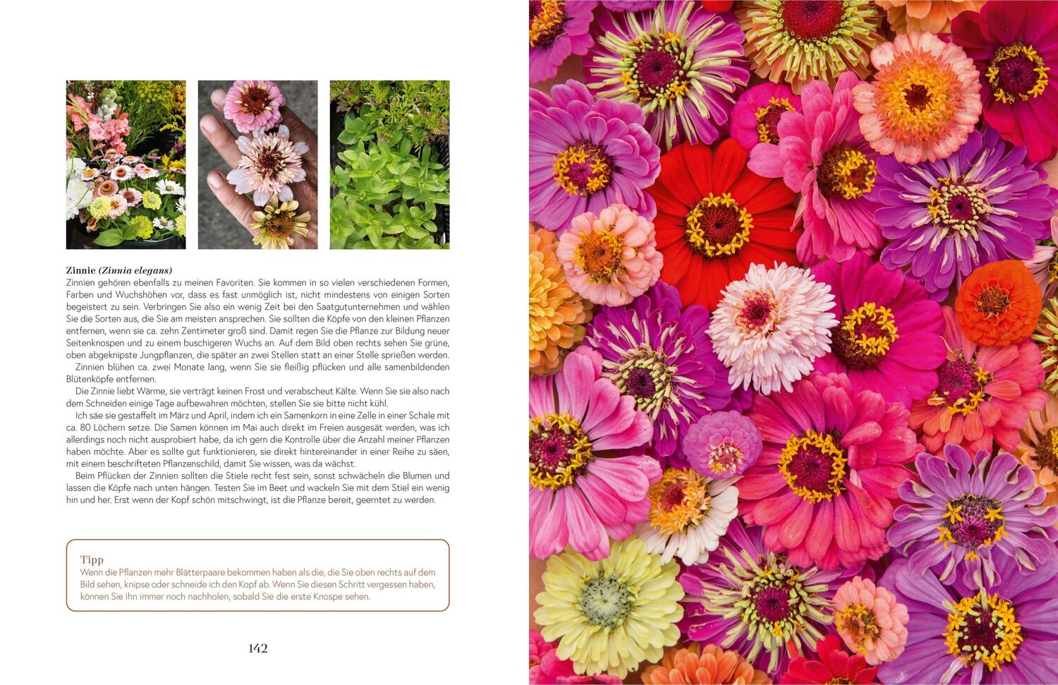 Bild: 9783965841420 | Flowers | Rikke Lentz | Buch | 248 S. | Deutsch | 2022 | ZS Verlag