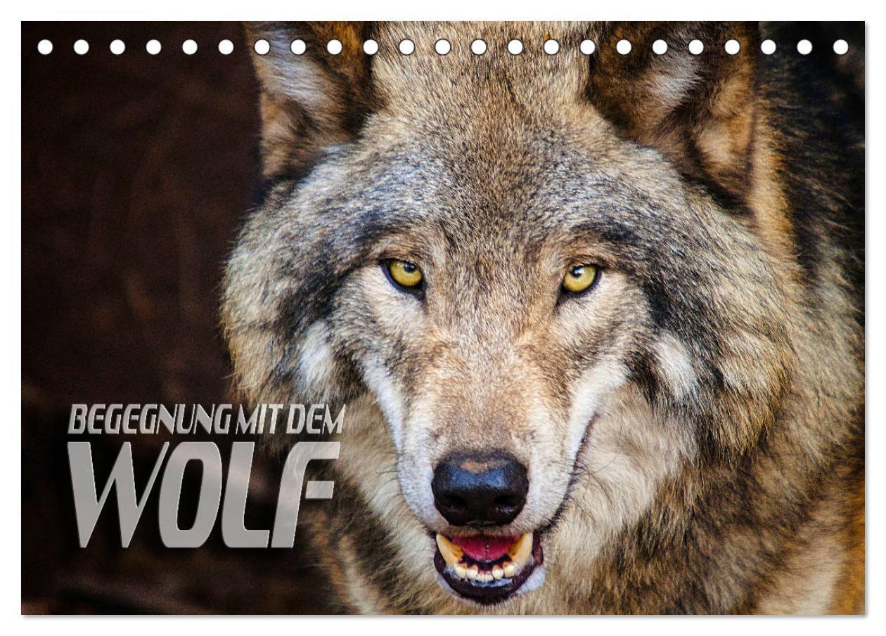 Cover: 9783435262892 | Begegnung mit dem Wolf (Tischkalender 2025 DIN A5 quer), CALVENDO...