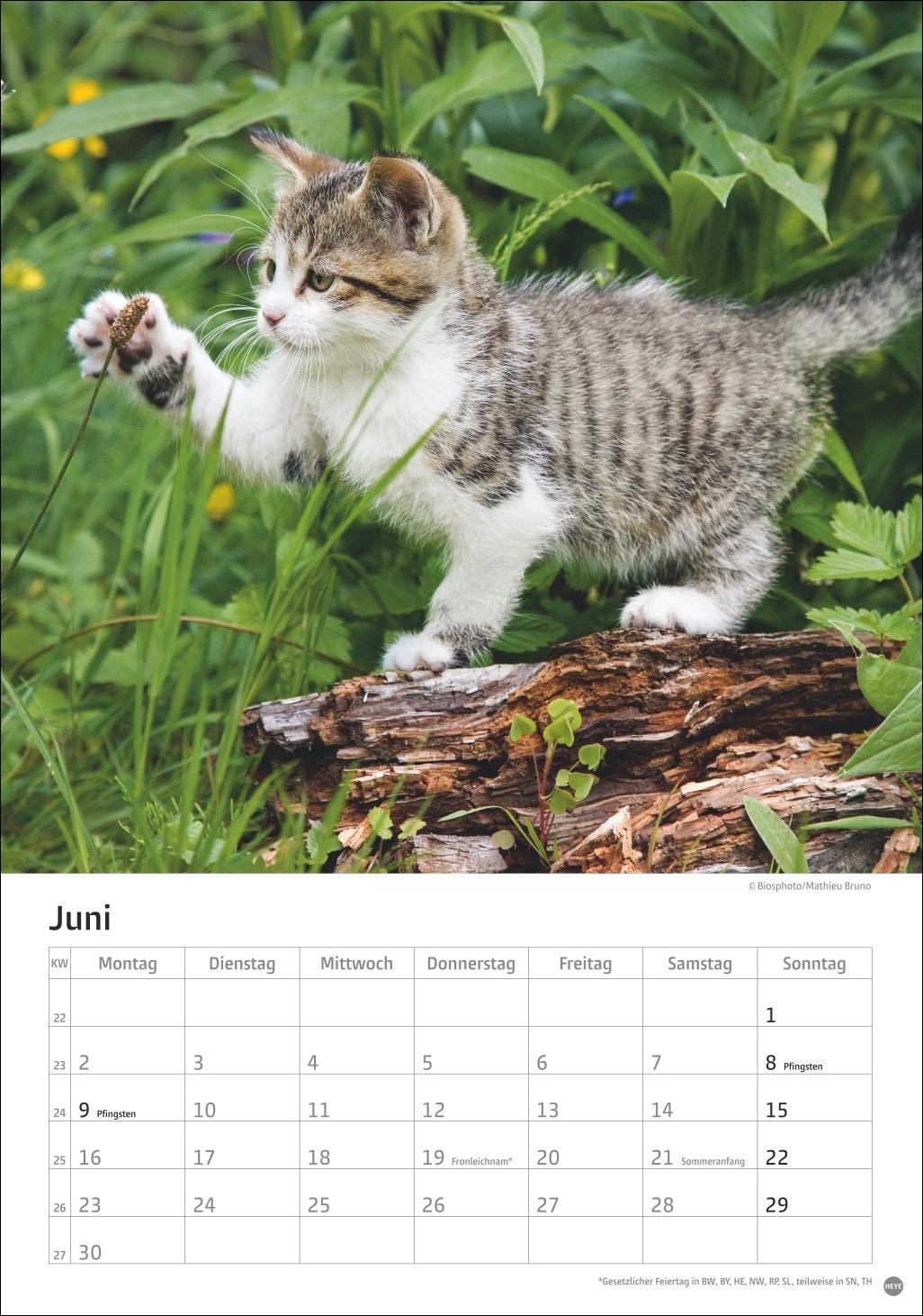 Bild: 9783756405589 | Katzen Kalender 2025 | Heye | Kalender | Spiralbindung | 13 S. | 2025