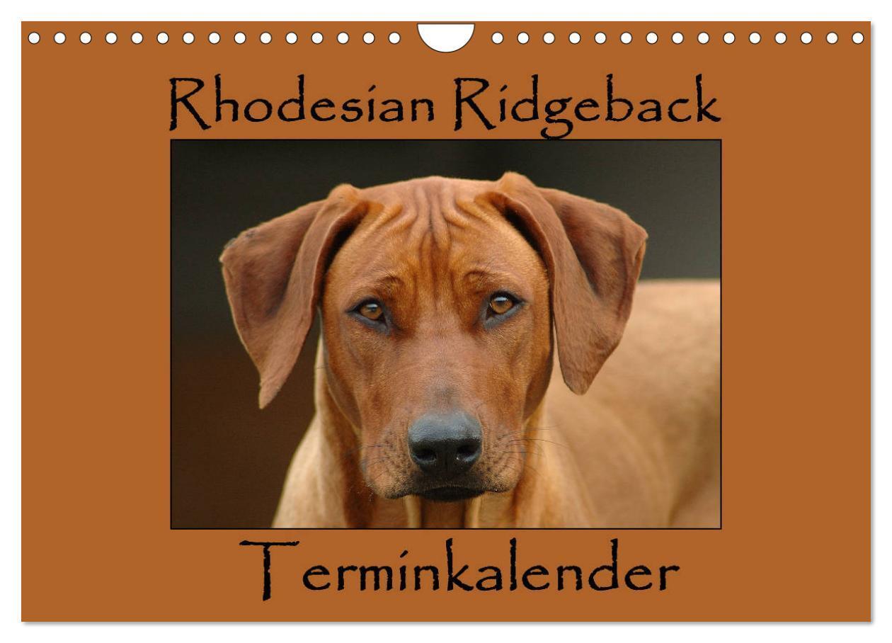 Cover: 9783383241659 | Rhodesian Ridgeback Terminkalender (Wandkalender 2024 DIN A4 quer),...