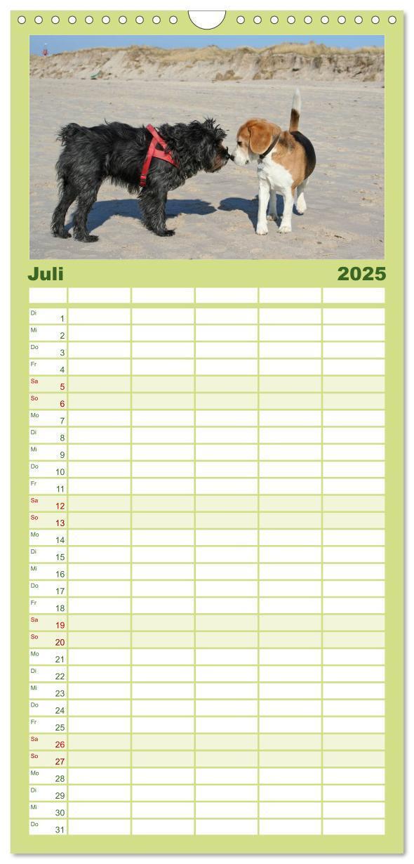 Bild: 9783457124727 | Familienplaner 2025 - Beagle mit 5 Spalten (Wandkalender, 21 x 45...