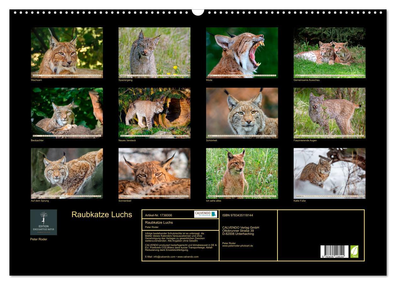 Bild: 9783435118144 | Raubkatze Luchs (Wandkalender 2025 DIN A2 quer), CALVENDO...