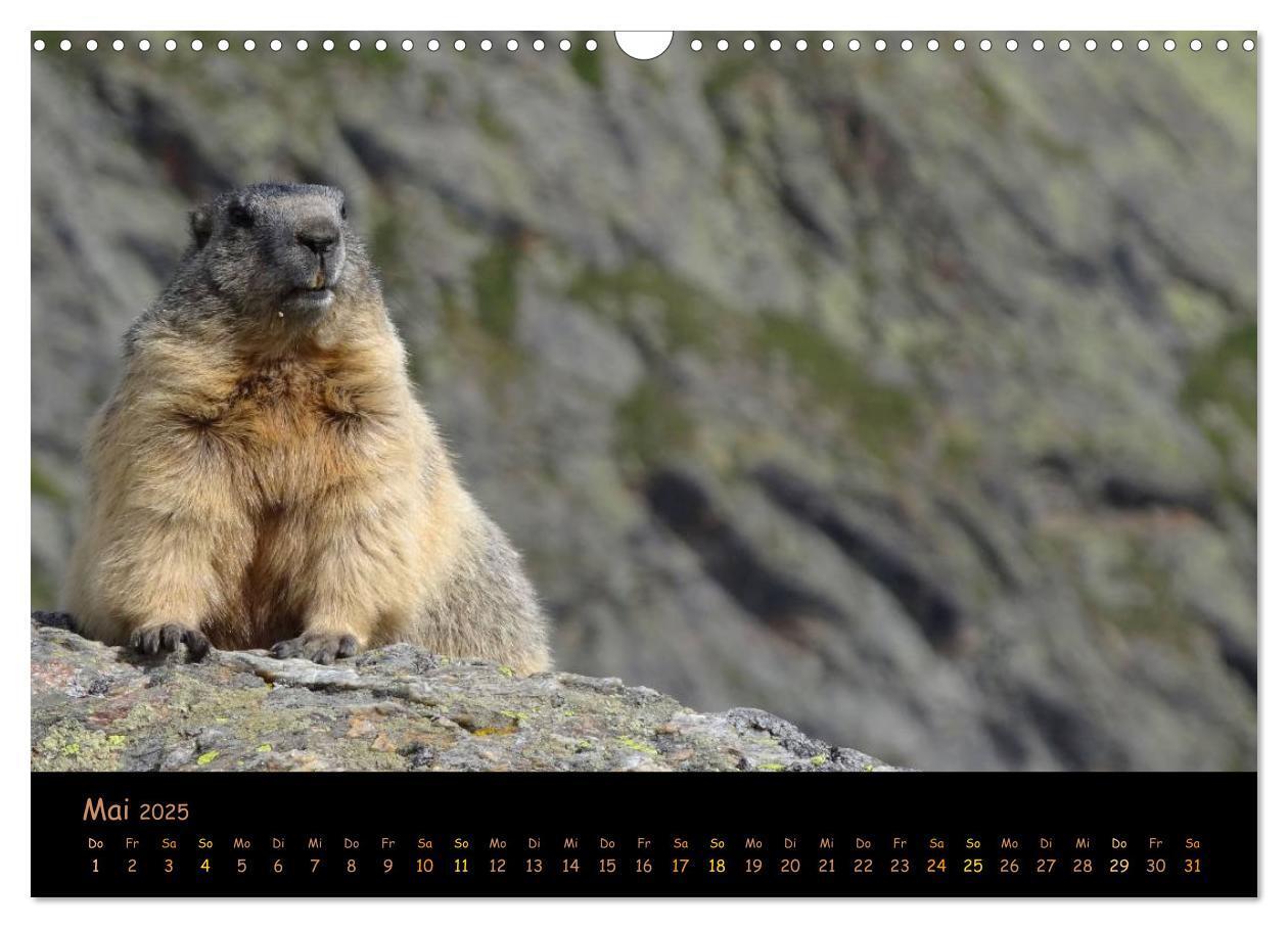 Bild: 9783435669356 | Wildlife - Verspielte Murmeltiere (Wandkalender 2025 DIN A3 quer),...