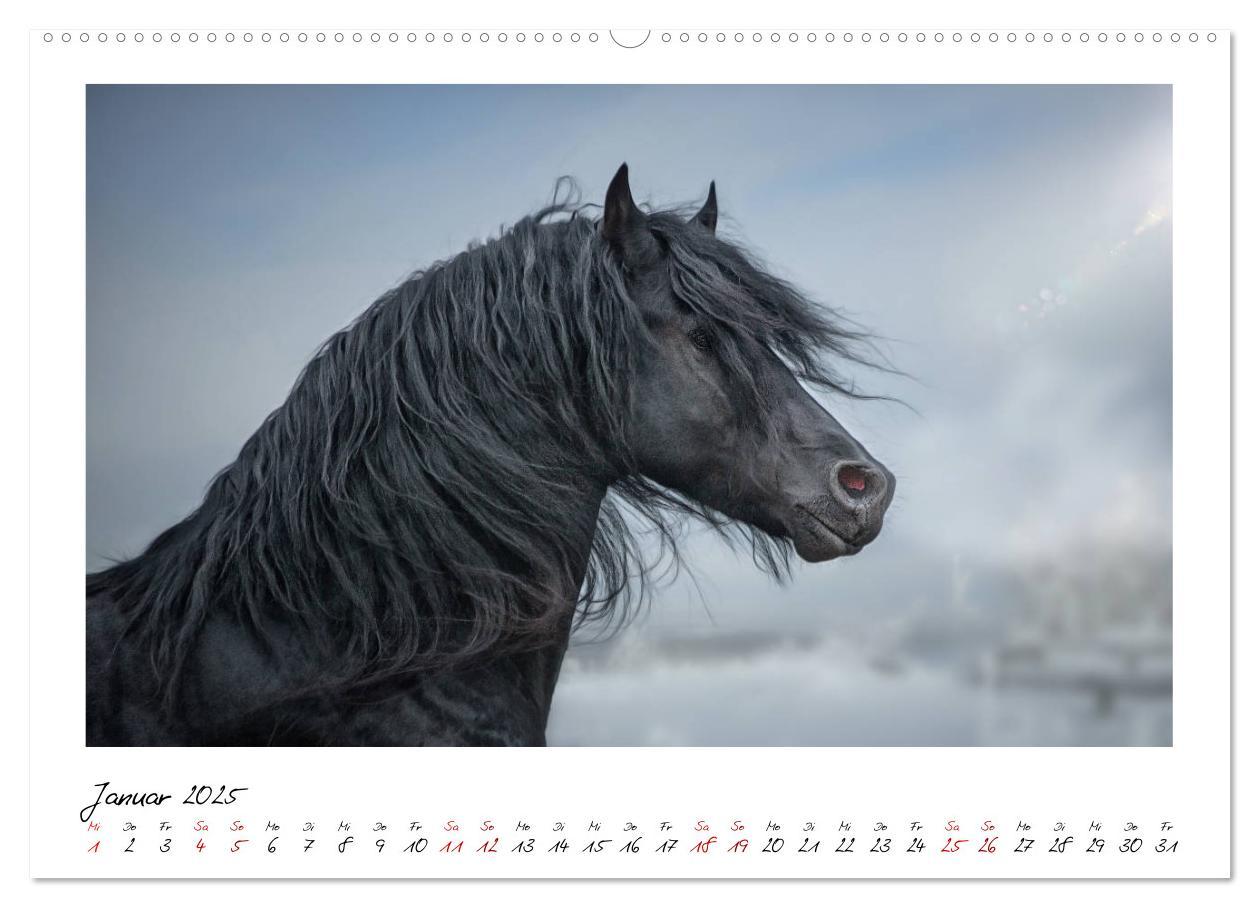 Bild: 9783435234127 | Friesen - stolze Giganten (hochwertiger Premium Wandkalender 2025...