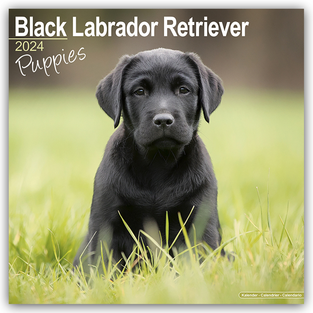 Cover: 9781804601136 | Black Labrador Puppies - Schwarze Labradorwelpen 2024 -...