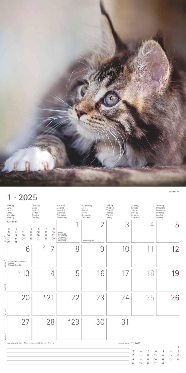 Bild: 4251732340674 | Katzen 2025 - Broschürenkalender 30x30 cm (30x60 geöffnet) -...