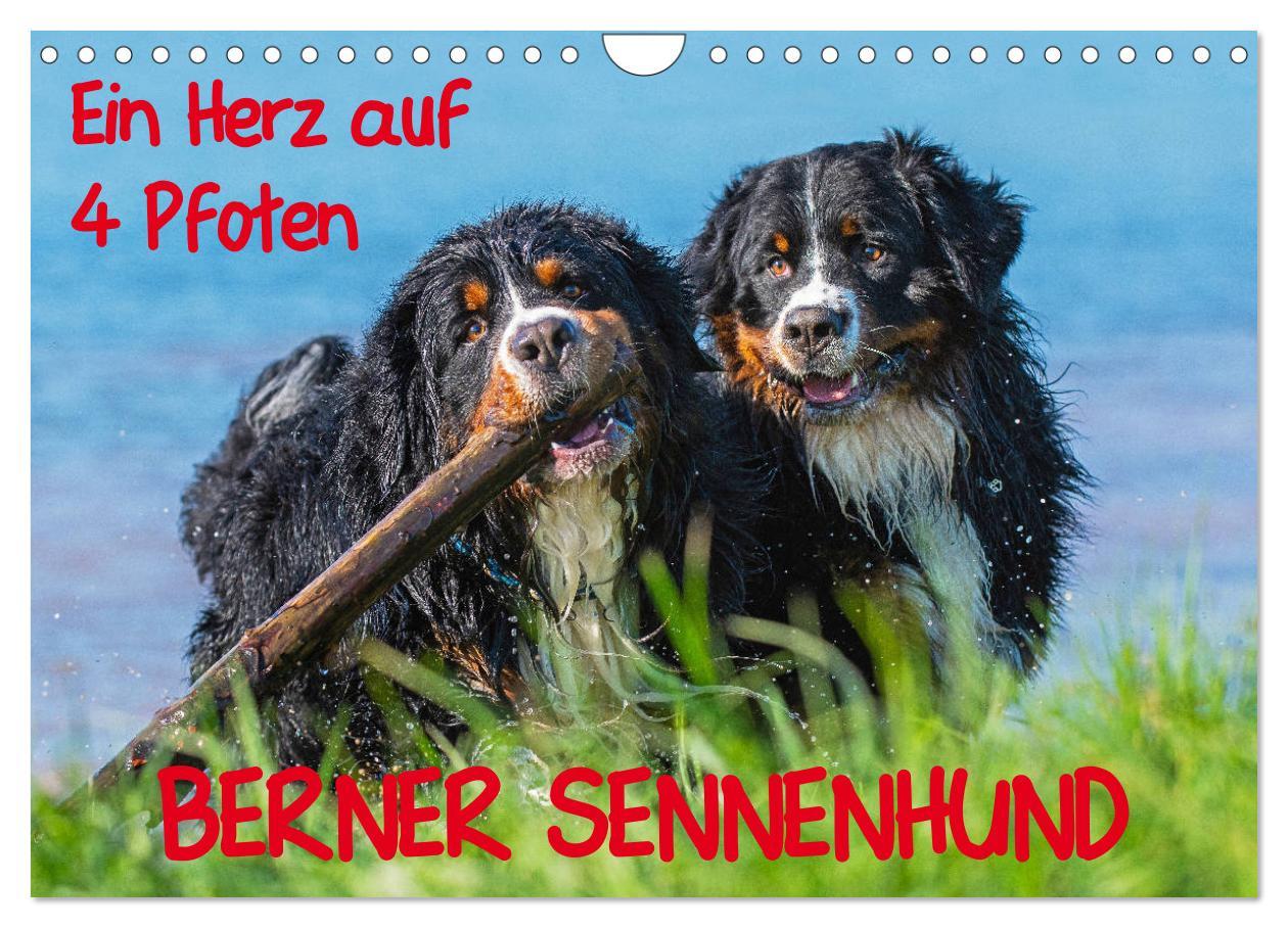 Cover: 9783435315727 | Ein Herz auf 4 Pfoten - Berner Sennenhund (Wandkalender 2025 DIN A4...