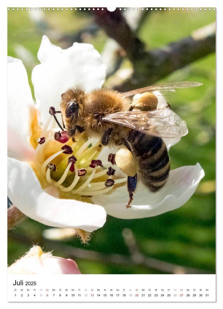 Bild: 9783435966219 | BIENEN - Kleine Nützlinge ganz nah (Wandkalender 2025 DIN A2 hoch),...