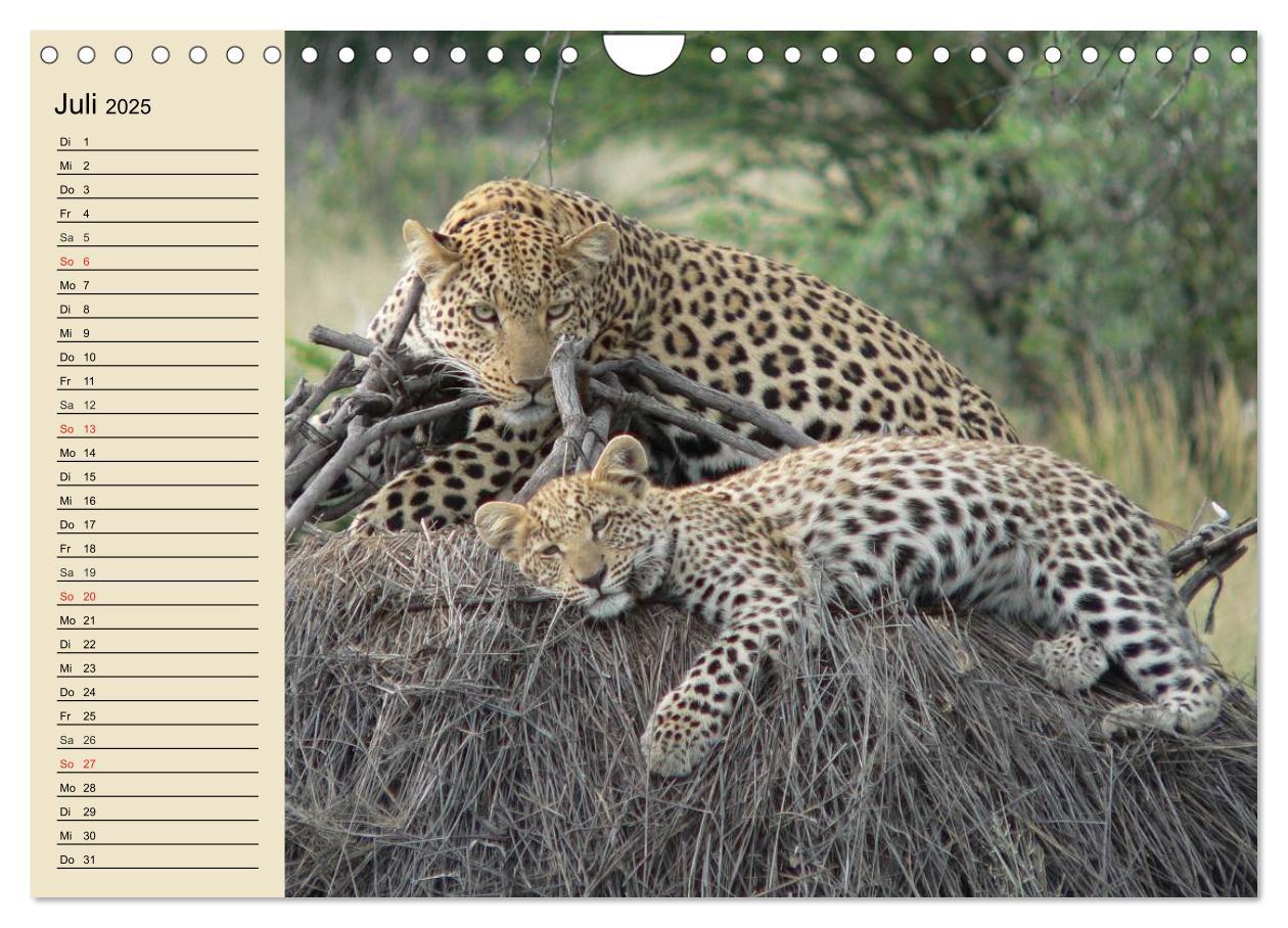 Bild: 9783435725328 | Die Lautlosen. Geparden und Leoparden (Wandkalender 2025 DIN A4...