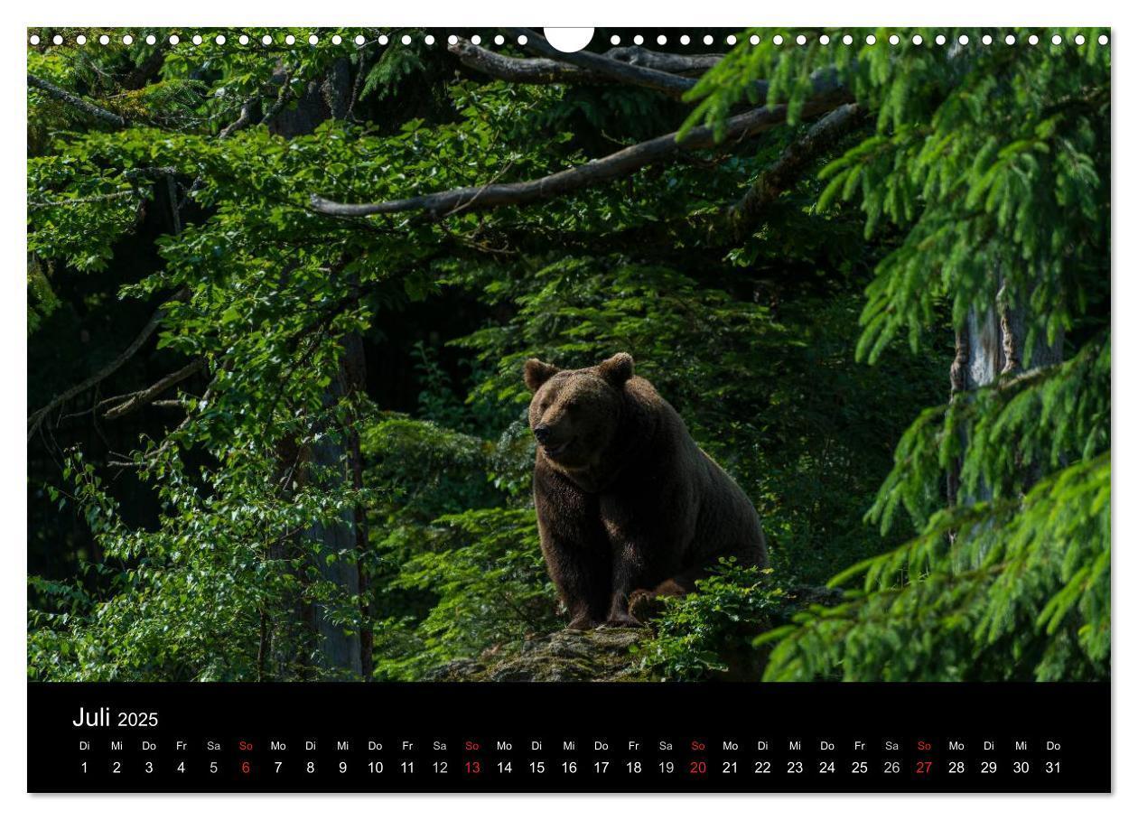 Bild: 9783435722655 | Bayerischer Wald (Wandkalender 2025 DIN A3 quer), CALVENDO...