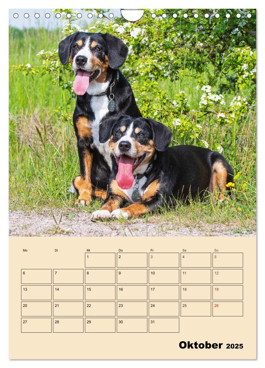 Bild: 9783435959198 | Jahresplaner Entlebucher Sennenhund (Wandkalender 2025 DIN A4...