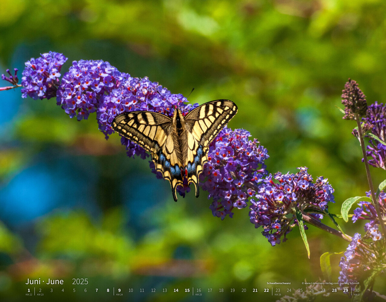 Bild: 9783862923410 | Schmetterlinge 2025 Großformat-Kalender 58 x 45,5 cm | Verlag | 14 S.