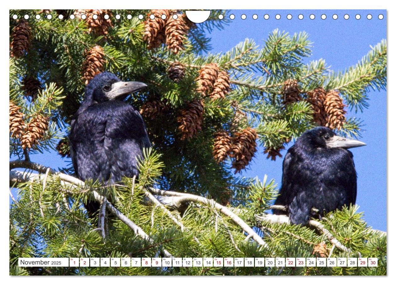 Bild: 9783383927751 | Rabenvögel - ganz nah (Wandkalender 2025 DIN A4 quer), CALVENDO...