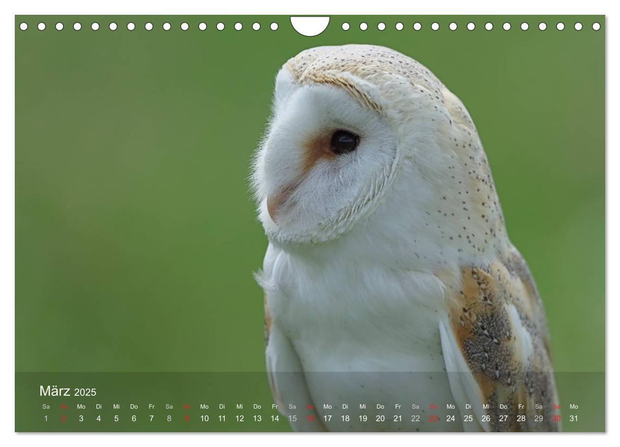 Bild: 9783435695263 | Eulen-Kalender (Wandkalender 2025 DIN A4 quer), CALVENDO...