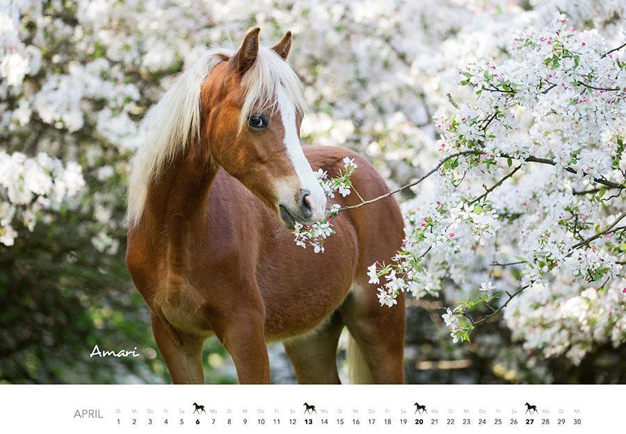 Bild: 9783966648318 | Pferde Kalender 2025 Wandkalender | Kalender | 14 S. | Deutsch | 2025