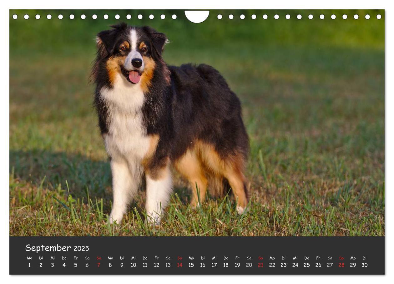 Bild: 9783435582686 | Australian Shepherd - Augenblicke (Wandkalender 2025 DIN A4 quer),...