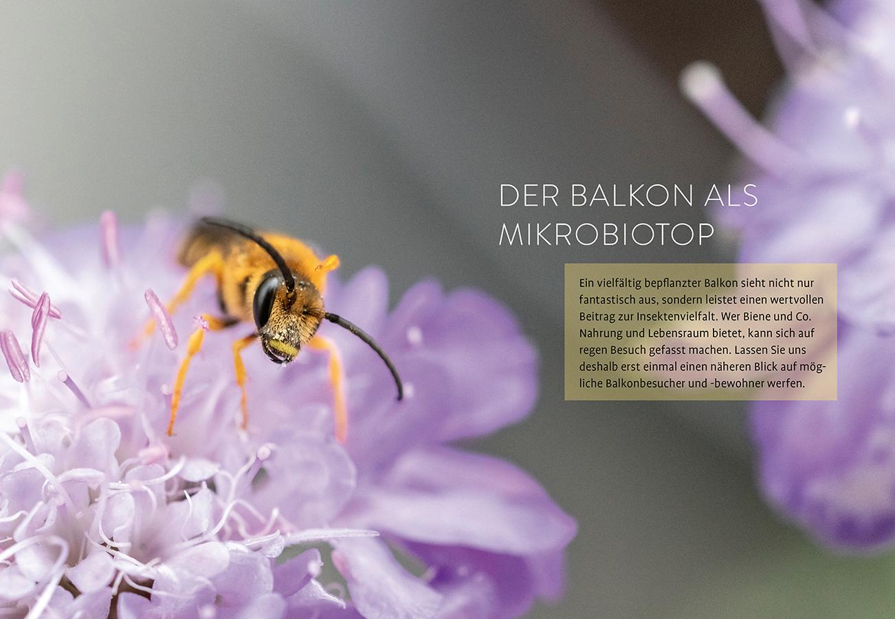 Bild: 9783818624705 | Biene sucht Balkon | Anne Carsten (u. a.) | Taschenbuch | 128 S.