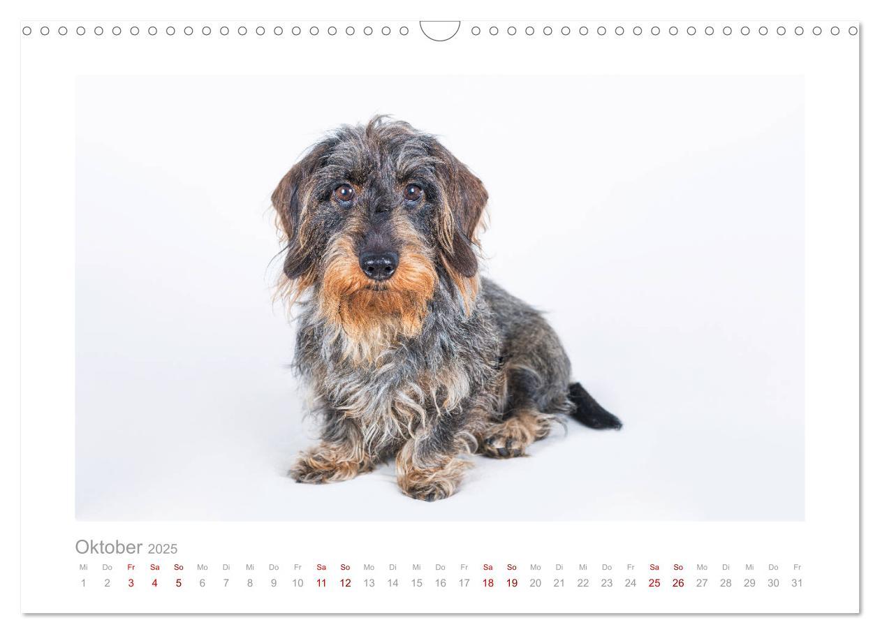 Bild: 9783435104390 | Dackelblicke - ein bezaubernder Rauhaardackel (Wandkalender 2025...