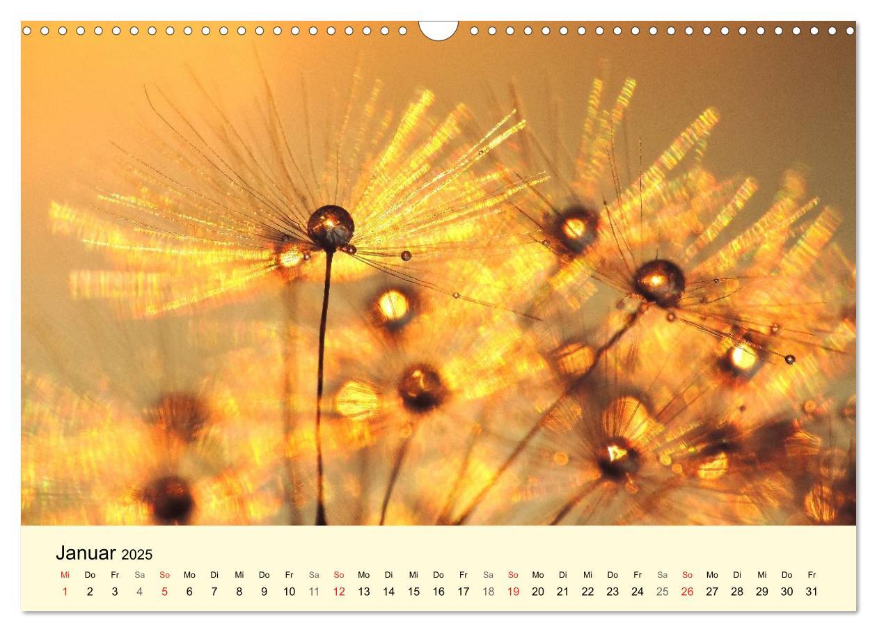 Bild: 9783435746620 | Naturjuwel Pusteblume (Wandkalender 2025 DIN A3 quer), CALVENDO...