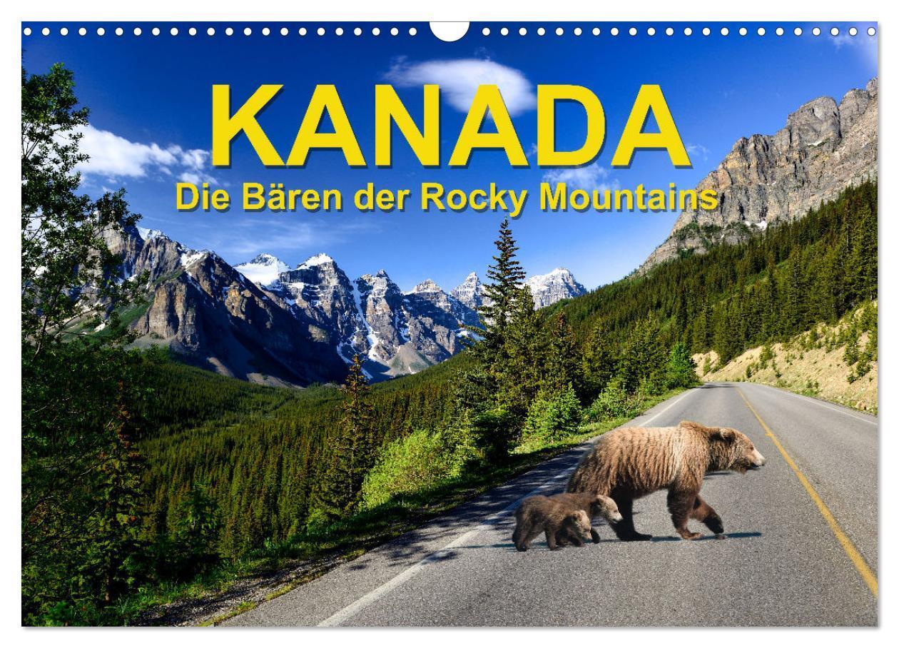 Cover: 9783383677403 | KANADA - Die Bären der Rocky Mountains (Wandkalender 2024 DIN A3...