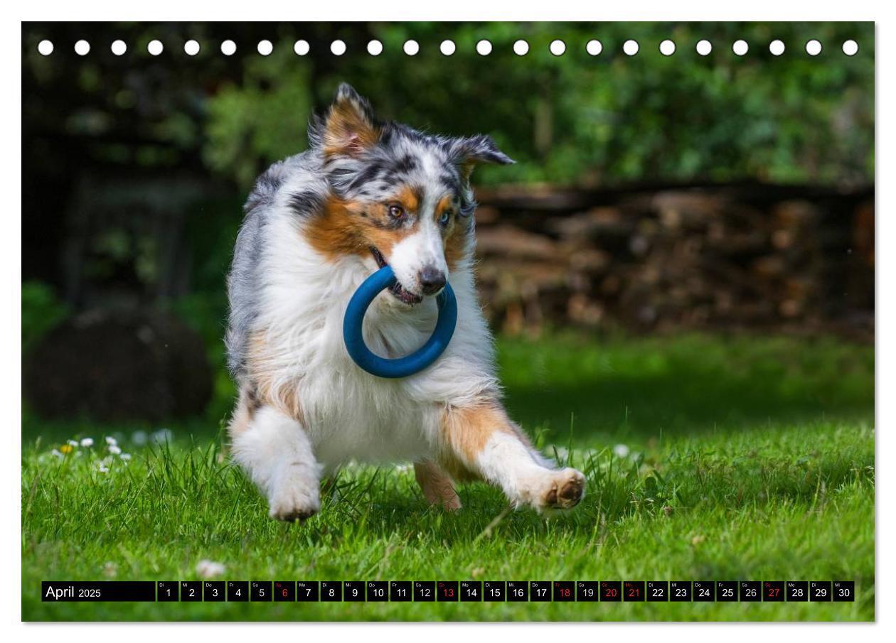 Bild: 9783435570287 | Bekannt wie ein bunter Hund. Australian Shepherd (Tischkalender...