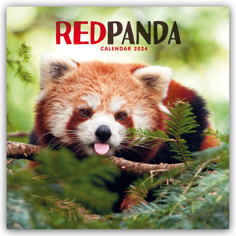 Cover: 9781529836608 | Red Panda - Rote Pandas - Rote Pandabären 2024 | Carousel Calendar