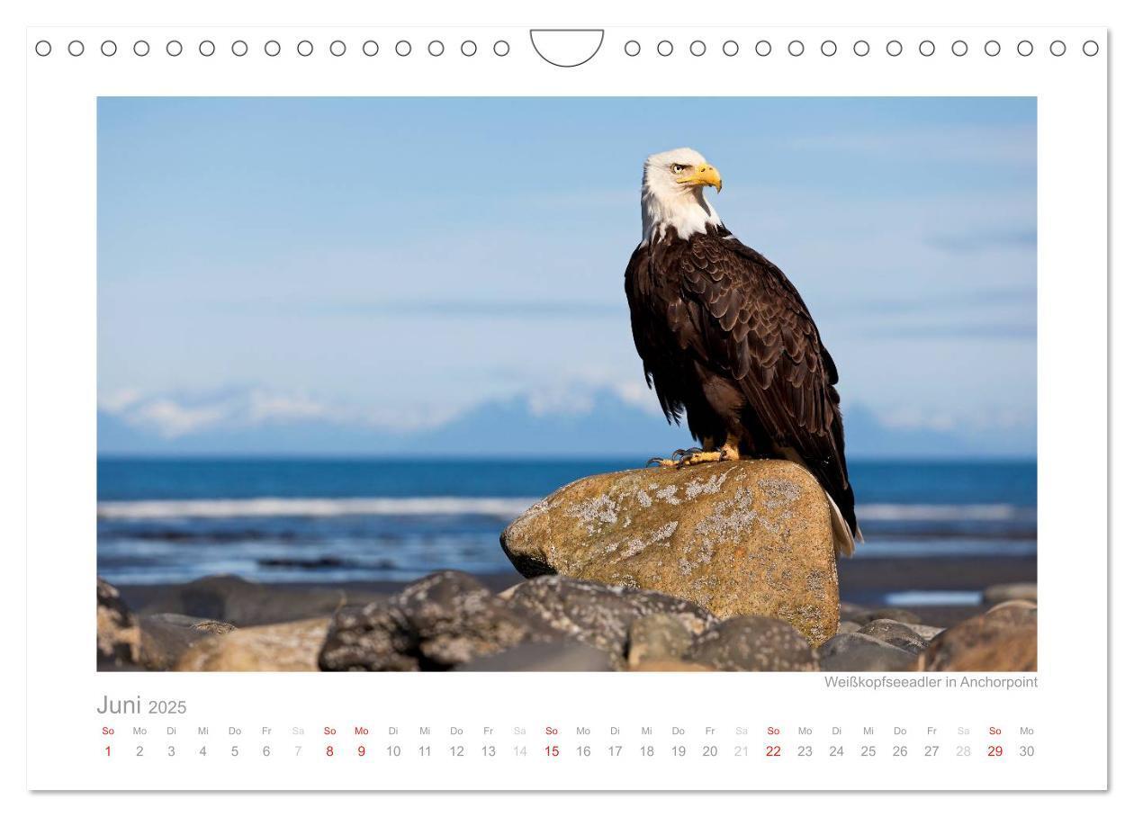 Bild: 9783435822430 | Alaska 2025 (Wandkalender 2025 DIN A4 quer), CALVENDO Monatskalender