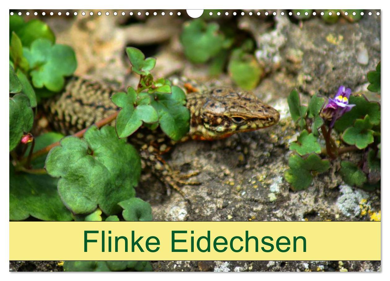 Cover: 9783435508822 | Flinke Eidechsen (Wandkalender 2025 DIN A3 quer), CALVENDO...