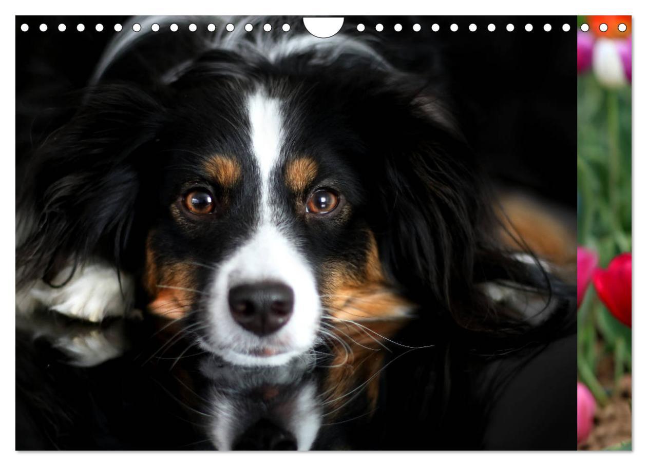 Bild: 9783435187249 | Australian Shepherd Tri Color (Wandkalender 2025 DIN A4 quer),...