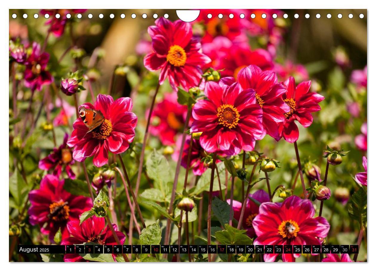 Bild: 9783435664047 | Dahlia - Dahlien (Wandkalender 2025 DIN A4 quer), CALVENDO...