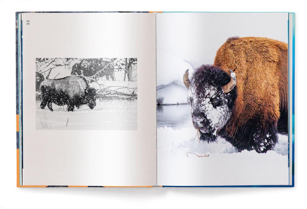 Bild: 9783961713851 | BIG | A Photographic Album of the World's Largest Animals | Buch
