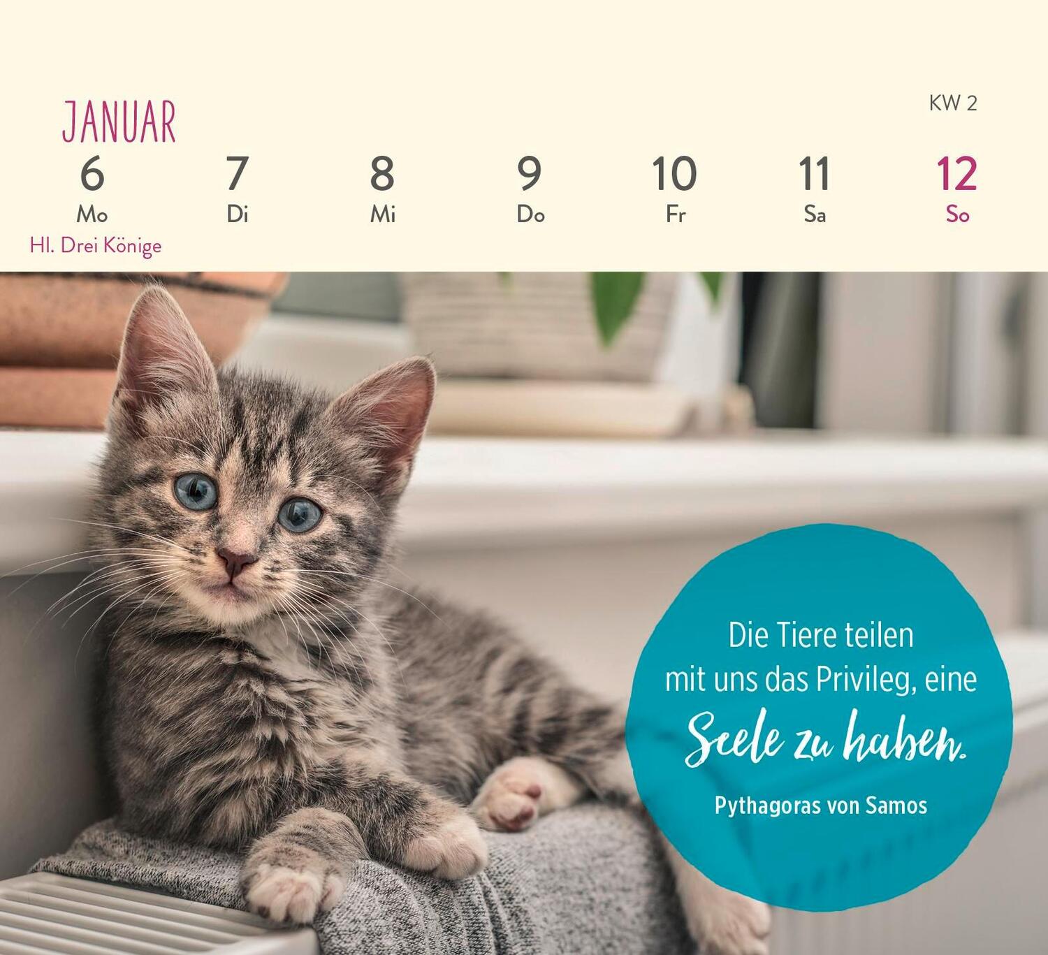 Bild: 4036442011935 | Mini-Wochenkalender 2025: Für Katzenfreunde | Groh Verlag | Kalender