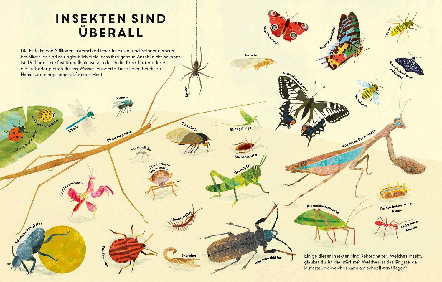 Bild: 9783791374390 | Sechs Beine oder mehr - Die Wunderwelt der Insekten | Buch | 48 S.