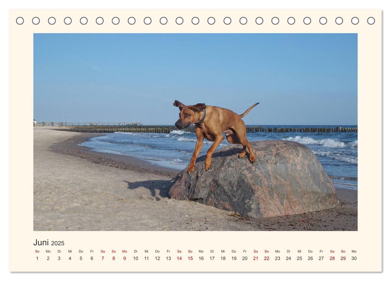 Bild: 9783435352623 | Rhodesian Ridgeback Power aus Südafrika (Tischkalender 2025 DIN A5...