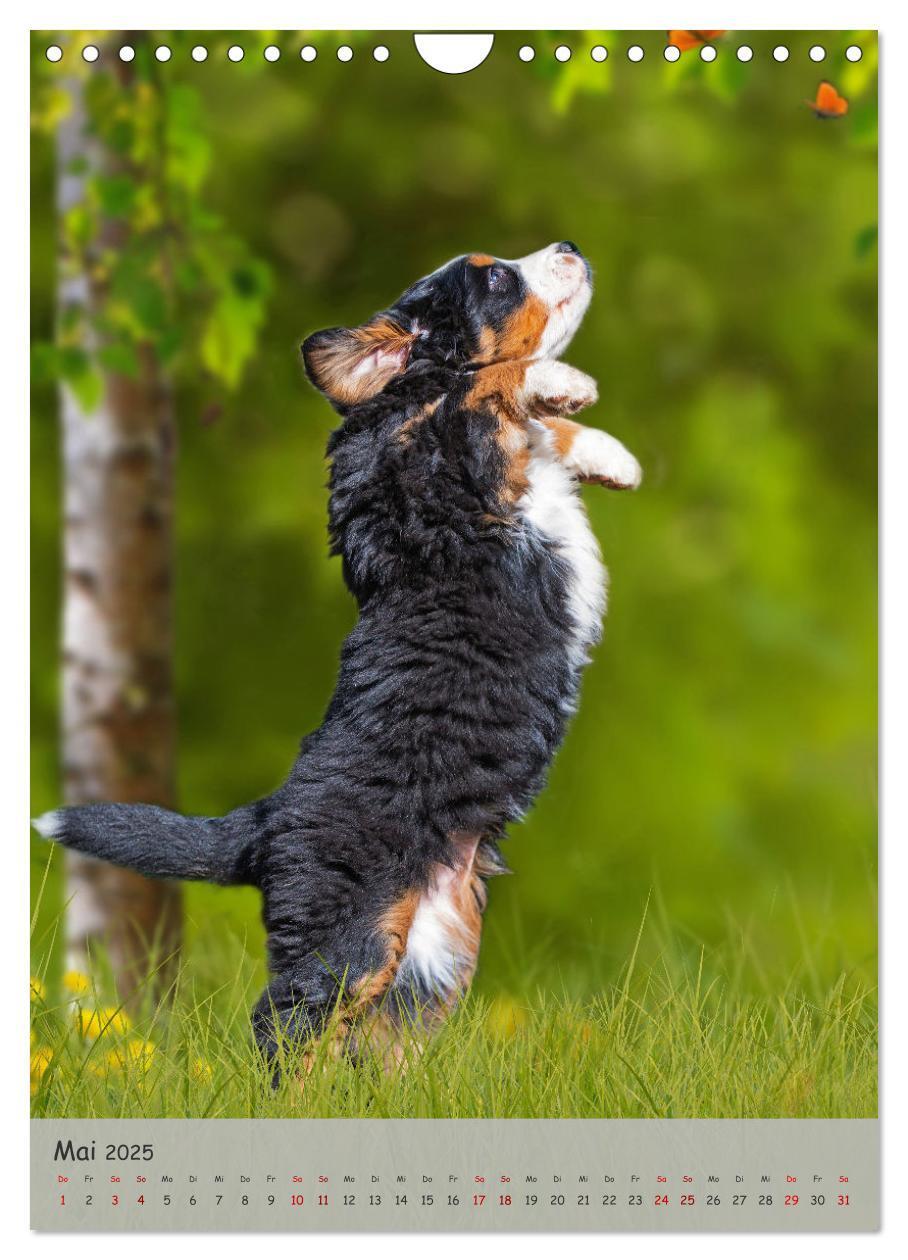 Bild: 9783457159149 | Berner Sennenhund - Ein Hund für alle Fälle (Wandkalender 2025 DIN...