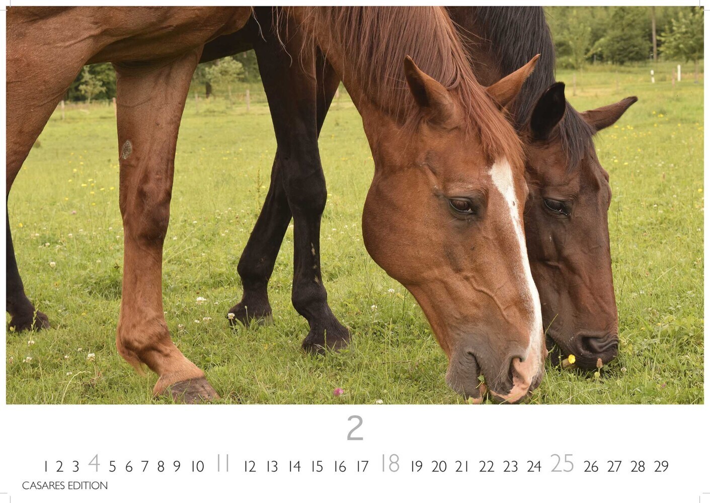 Bild: 9789918620722 | Pferde 2024 L 35x50cm | Kalender | 14 S. | Deutsch | 2024