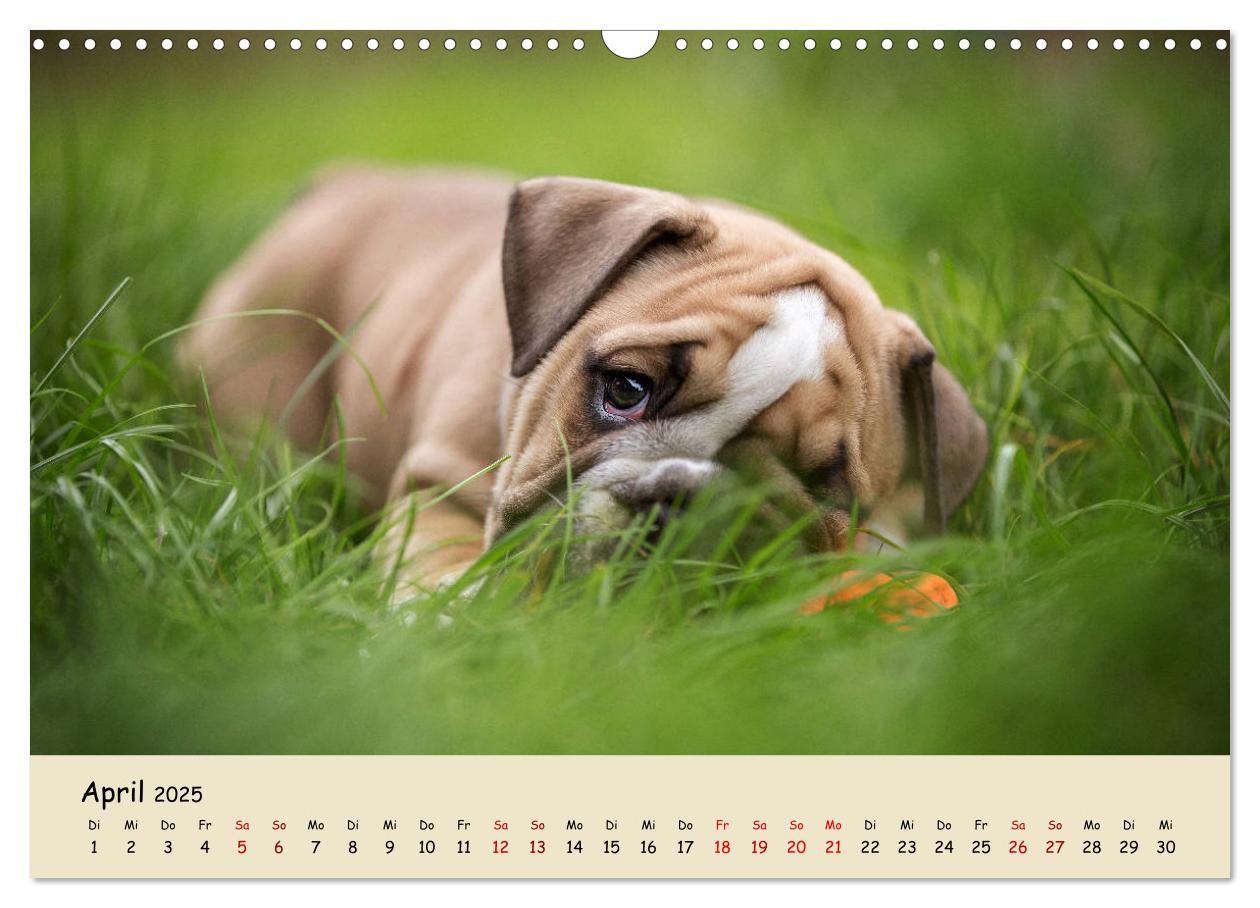 Bild: 9783435448050 | Englische Bulldoggen (Wandkalender 2025 DIN A3 quer), CALVENDO...