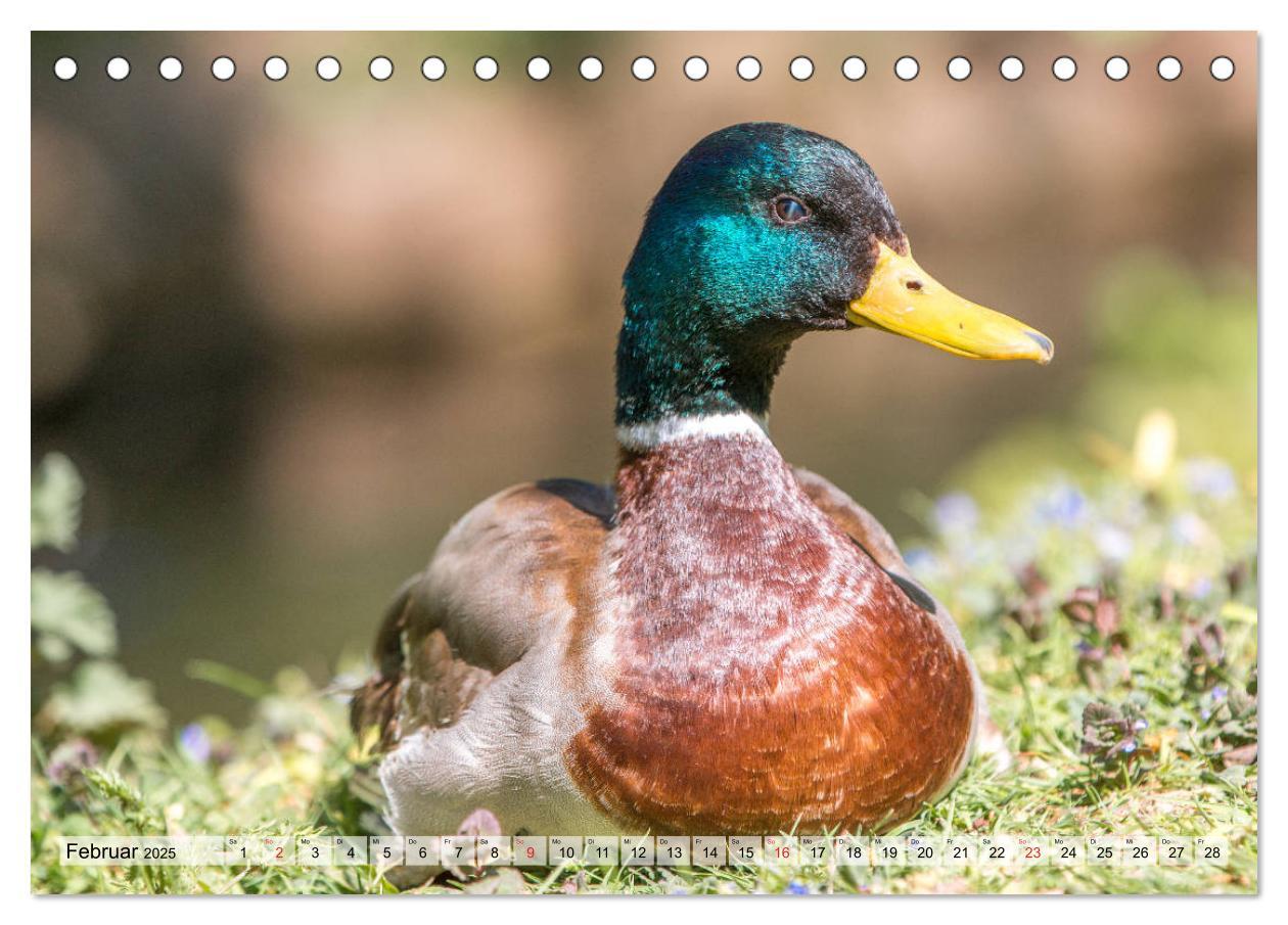 Bild: 9783435115358 | Wunderschöne Stockenten - Europäische Wasservögel (Tischkalender...