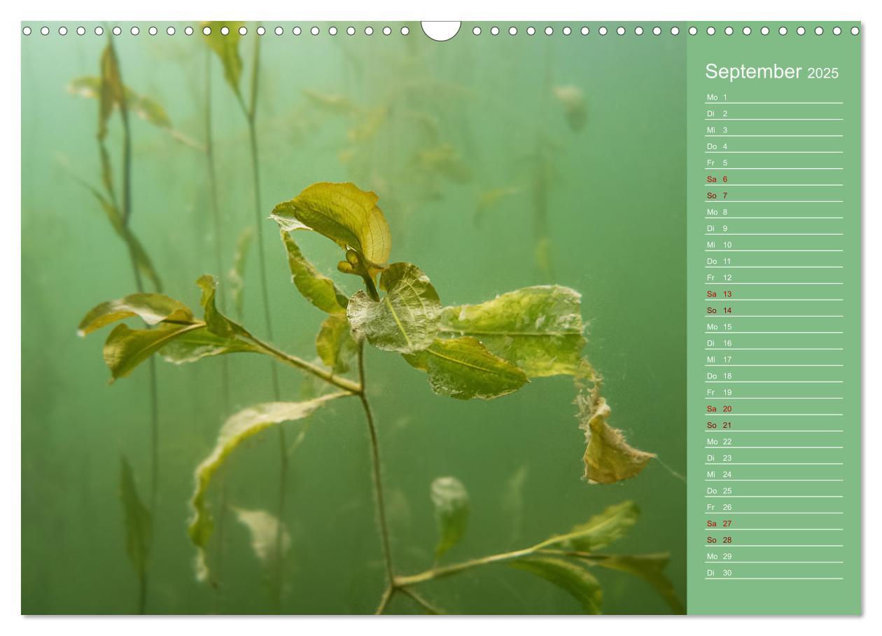 Bild: 9783435084821 | Baggersee - die grüne Welt (Wandkalender 2025 DIN A3 quer),...