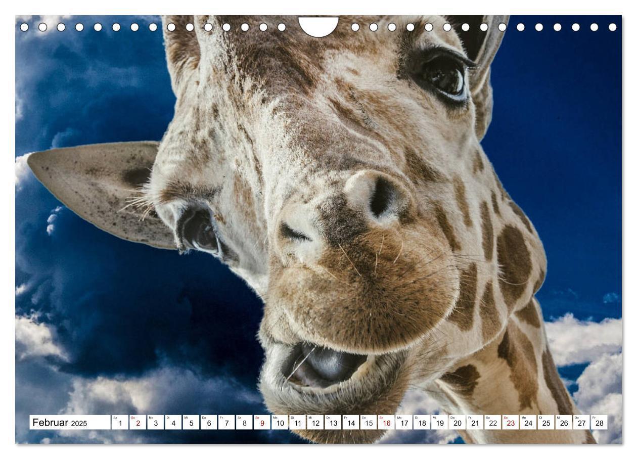 Bild: 9783435422029 | Lustige Tier-Selfies. Tierische Selbstportraits (Wandkalender 2025...